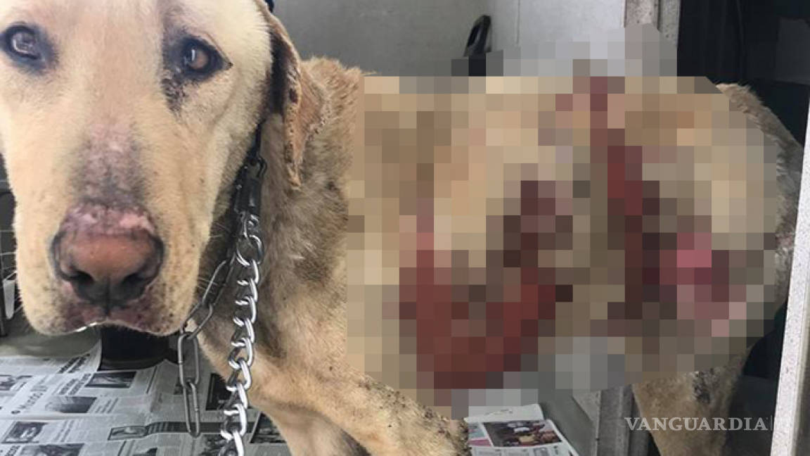 Ofrecen recompensa de mil dólares por los responsables de quemar a un perro de Monclova