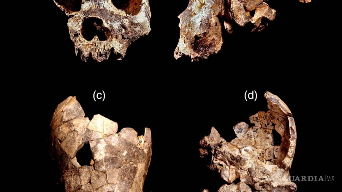 $!Muestras del cráneo del Homo bodoensis. Evolutionary Anthropology Issues News and Reviews/Jeffrey H. Schwartz
