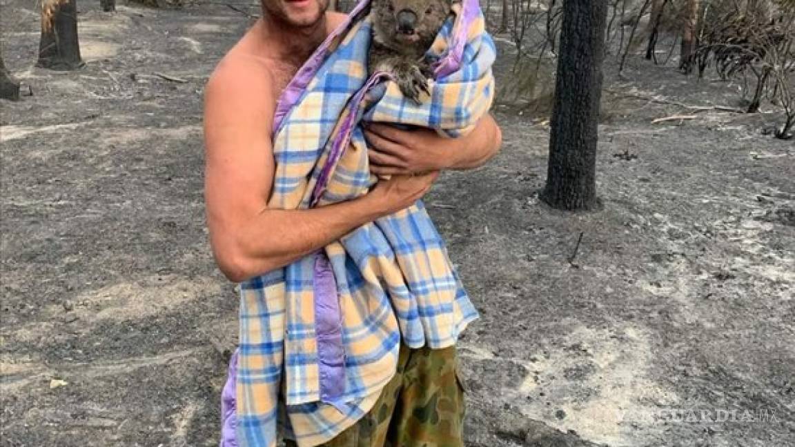 Cazador deja las armas para rescatar koalas en Australia