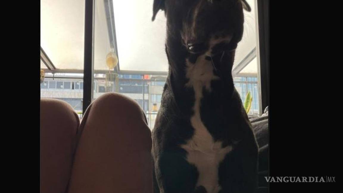 $!Ella es Ofelia, la perrita que salvó a su dueña de un asalto en la CDMX