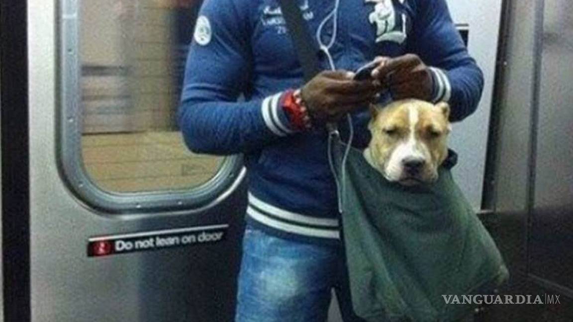 No importa raza o tamaño, los perros neoyorquinos viajan en metro