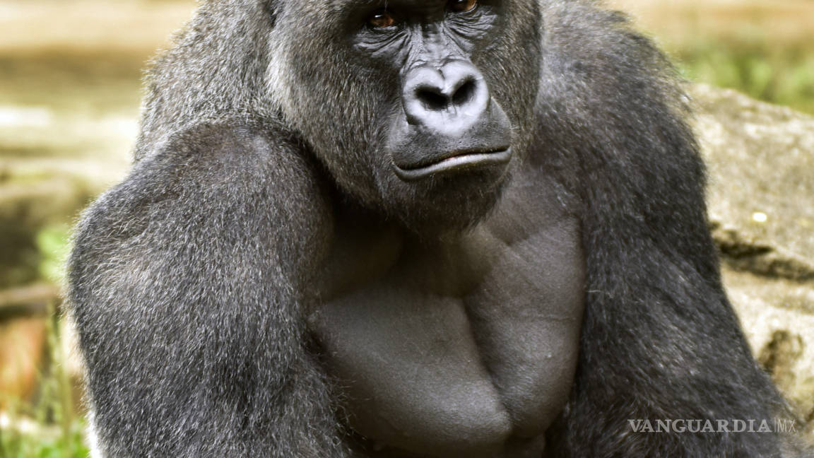 Piden investigar a zoológico que sacrificó a gorila; acusan negligencia
