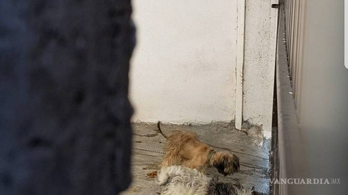 $!Mujer se niega a liberar los perros Shih Tzu en Frontera