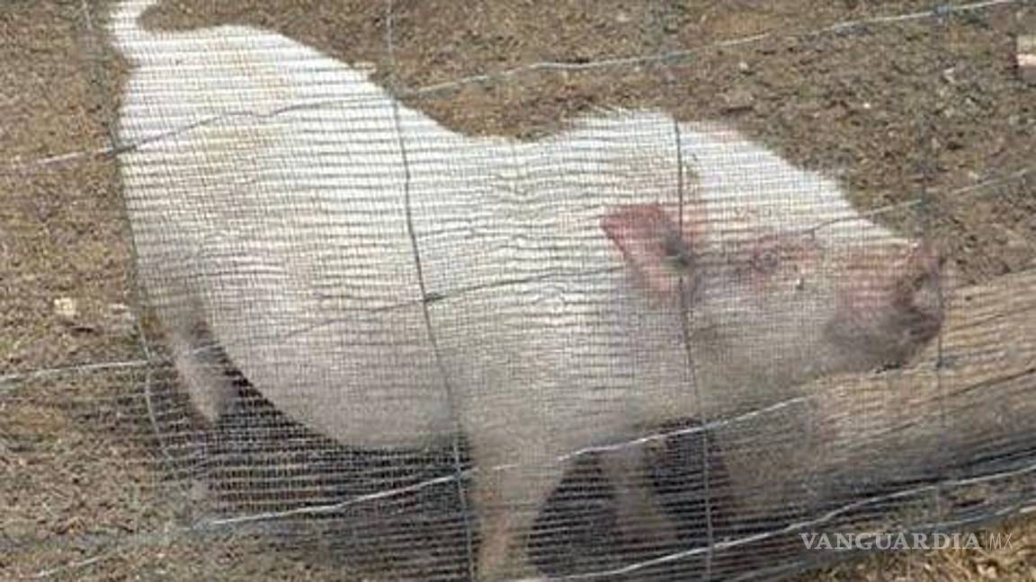 $!La cresta formada en la cabeza de Pancho