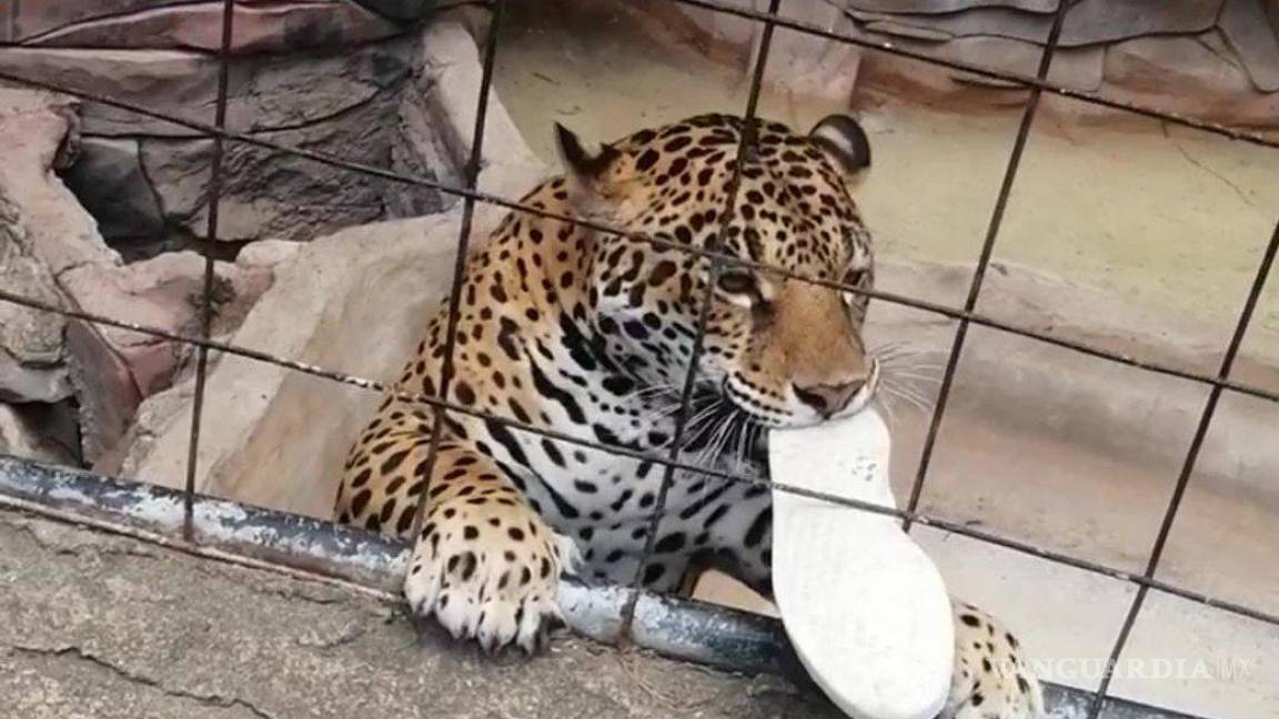 Ataca jaguar a adolescente en Zoológico en Guanajuato; recinto asegura que menor traspasó las barreras (video)