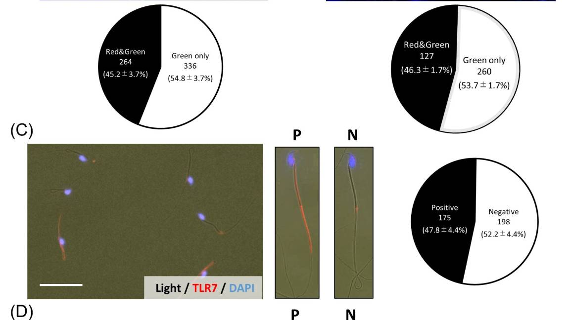 $!Ahora ya puedes elegir el sexo de tu hijo