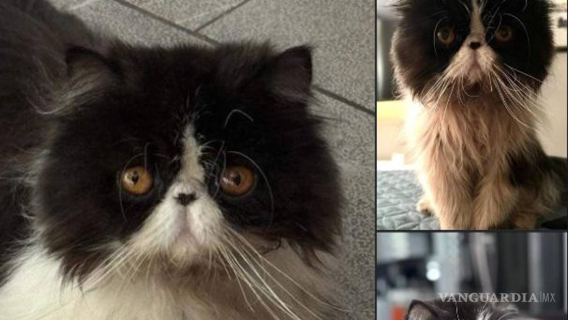 ¡Tranquilo Monclova!: Aparece Bruno, el gato persa perdido y los $20 mil tienen dueño