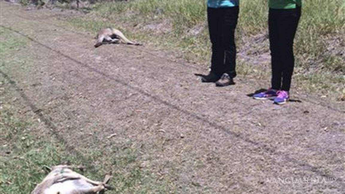 Australia: buscan a 'asesino serial' de canguros