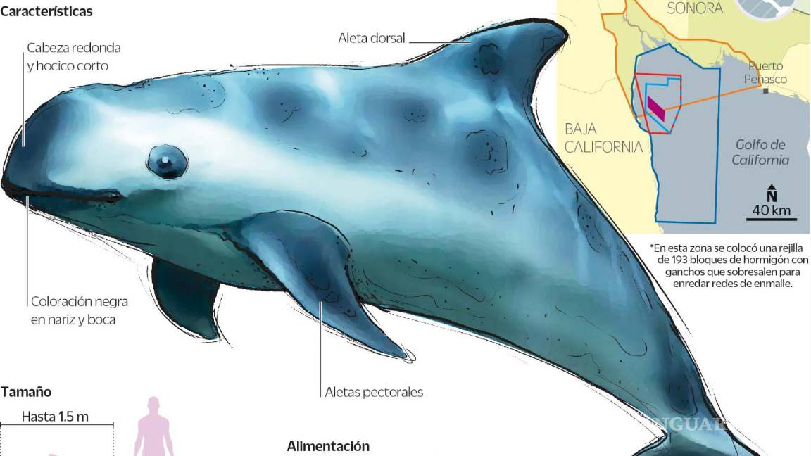 $!La vaquita marina es una especie endémica del Golfo de California y enfrenta una última oportunidad para no extinguirse.