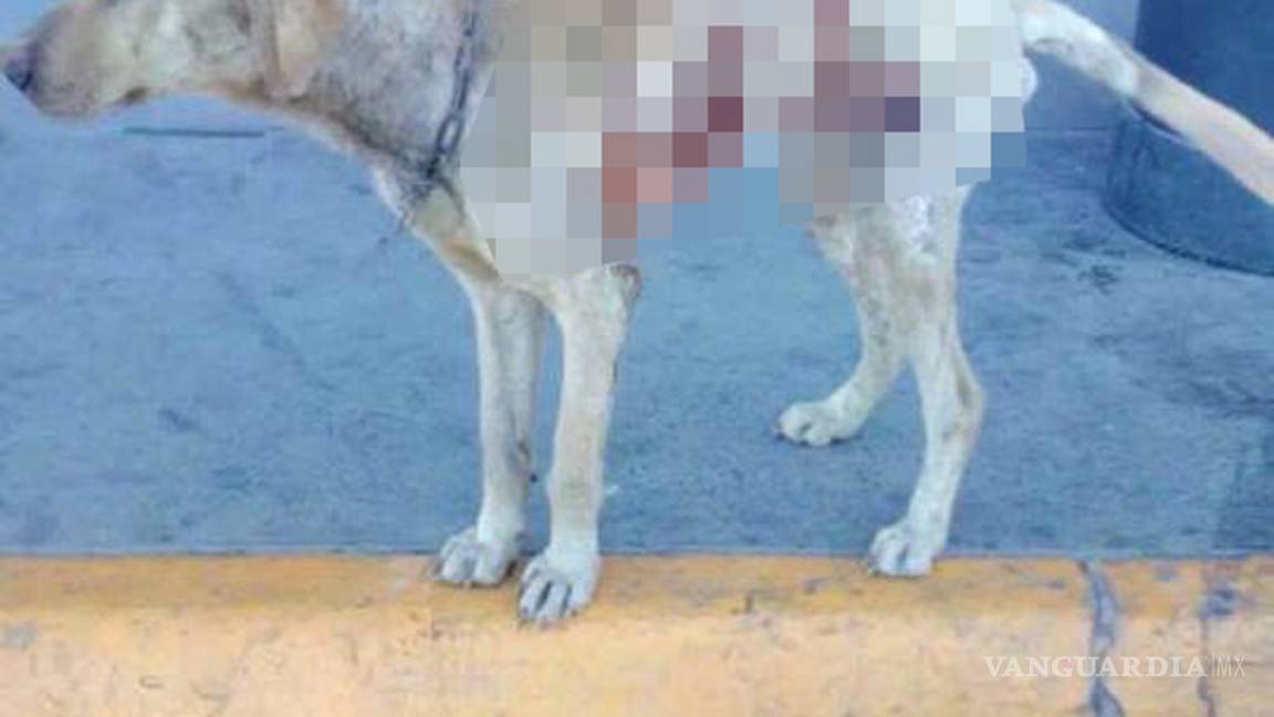 $!Ofrecen recompensa de mil dólares por los responsables de quemar a un perro de Monclova