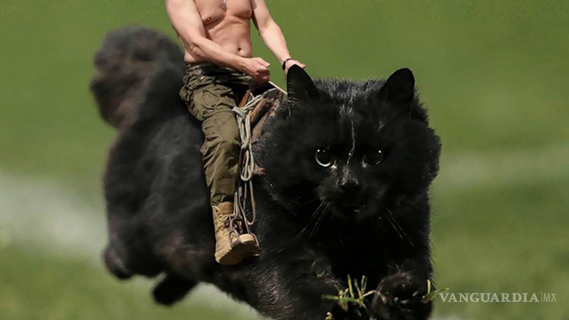 $!Gato interrumpe partido de rugby y desata batalla de memes