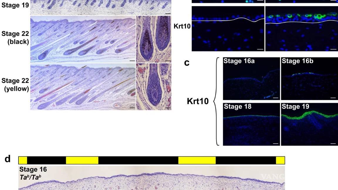 $!Gráfico del estudio del gen Dkk4 de HudsonAlpha, publicado en NATURE. EFE/HudsonAlpha