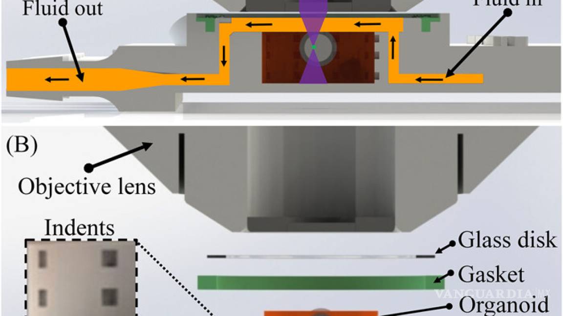 $!Investigadores cultivan un microtejido cerebral con un chip impreso en 3D