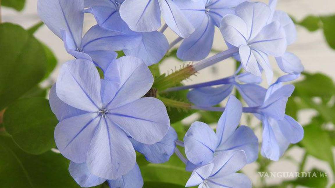 $!Esta celebración se ha vuelto viral en redes sociales