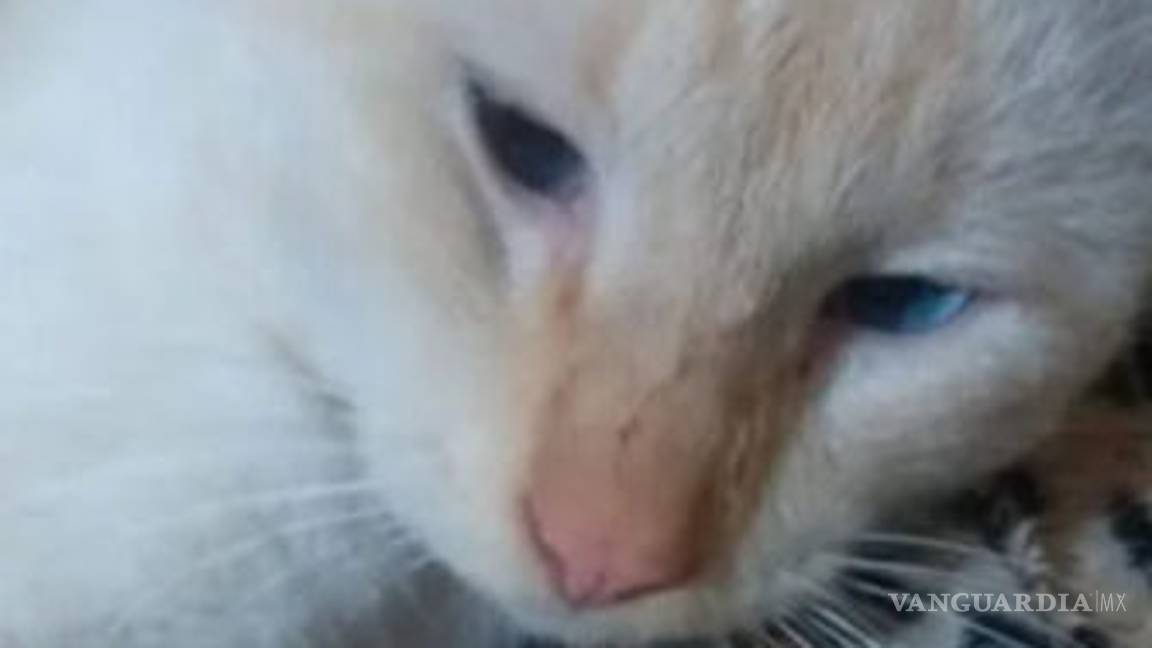 $!Vecinos matan mascotas de enfermera para que se vaya