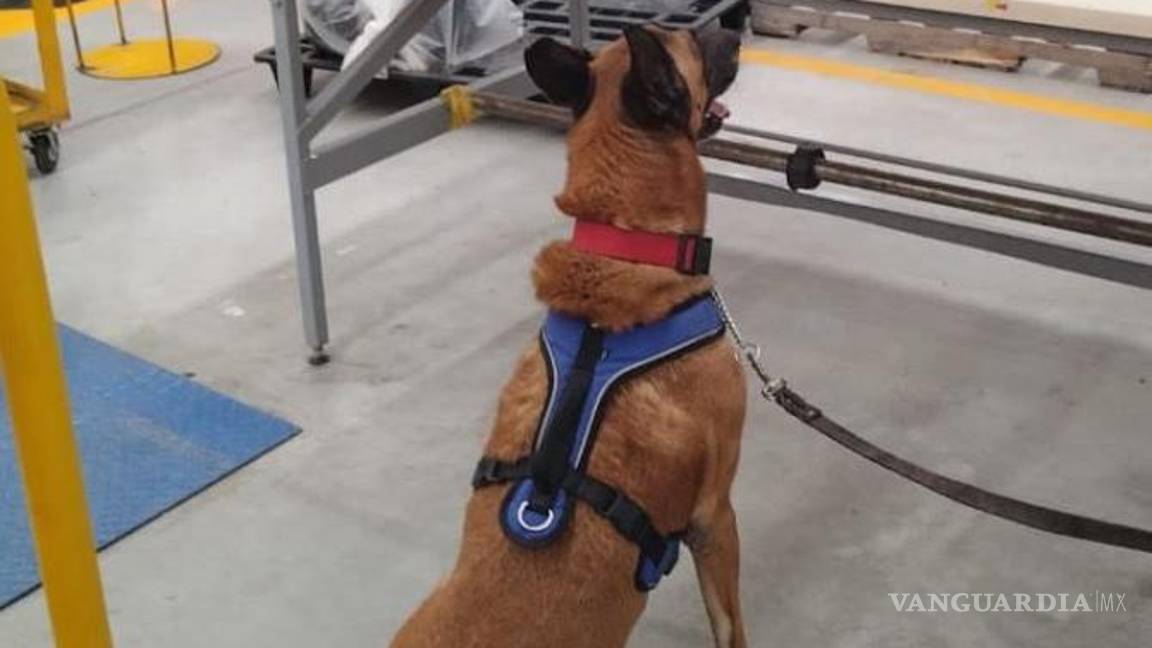 $!Según el informe que se proporcionó, este paquete había sido destinado para descarga en un domicilio de Illinois, en Estados Unidos.