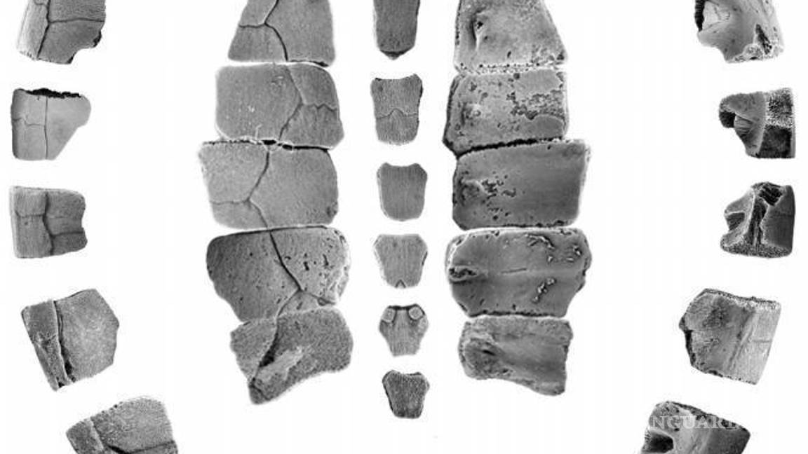 $!‘Fue un ser de luz’; muere Rosario Gomez Núñez, pionera del Museo del Desierto