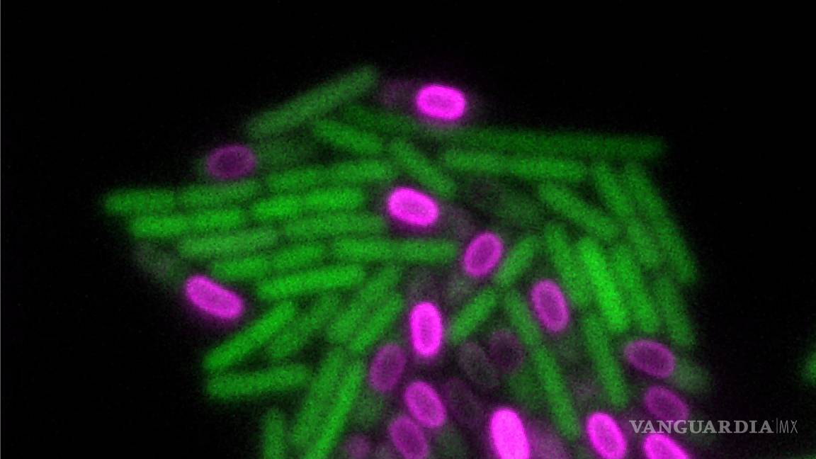 $!Los organismos multicelulares muestran patrones complejos durante el desarrollo.