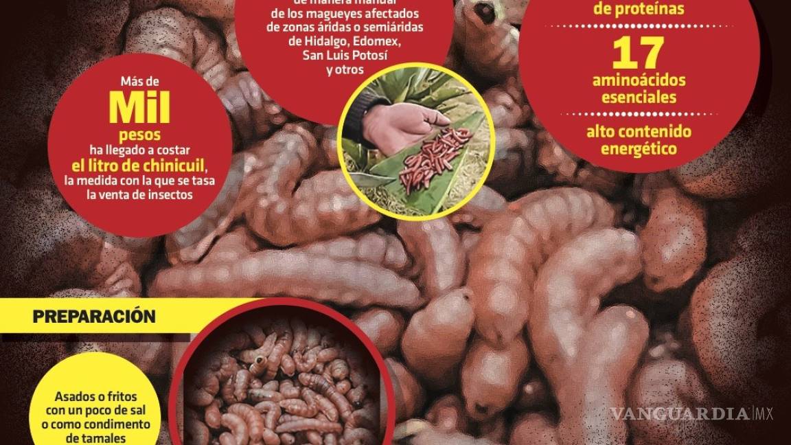 $!Gusano de Maguey, el codiciado manjar de la gastronomía mexicana