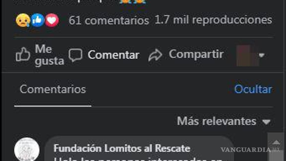 $!Rescatan a cachorritas en lote baldío. Fundación busca hogar para lomitos.