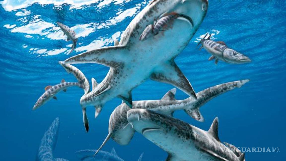$!El asteroide que mató a los dinosaurios también extinguió a los tiburones