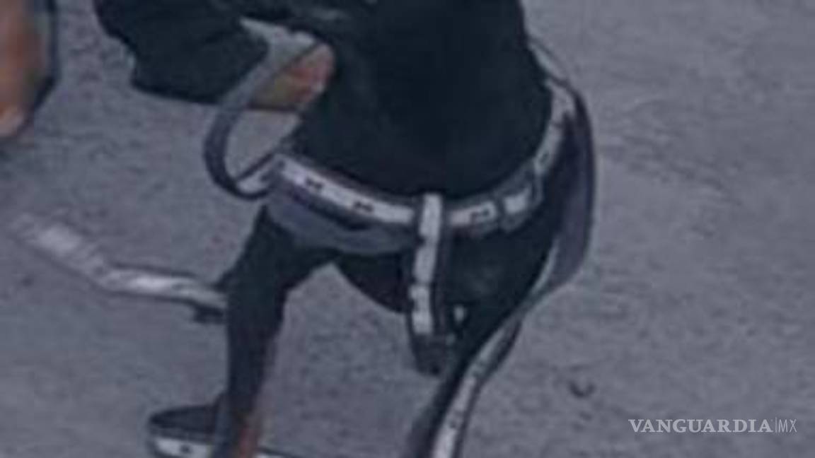 $!Él es ‘Cheis’ y se extravió en la colonia Eulalio Gutiérrez.