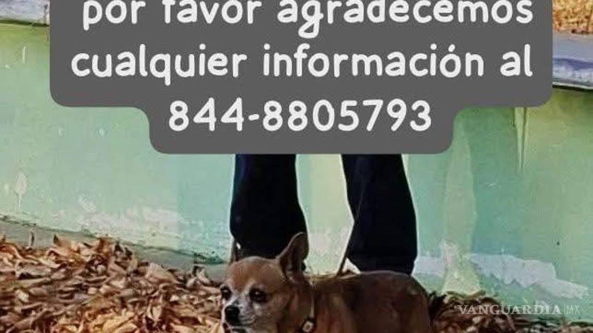 $!Algunos de los animales fueron localizados aún con collar o correa, lo que evidencia que huyeron de sus hogares debido al miedo generado por el ruido de los fuegos artificiales.