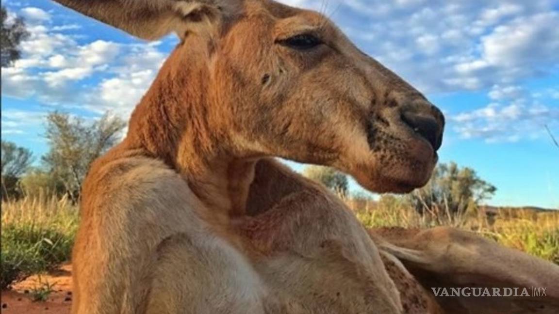 $!Murió 'Roger', el canguro más fuerte y famoso de Australia