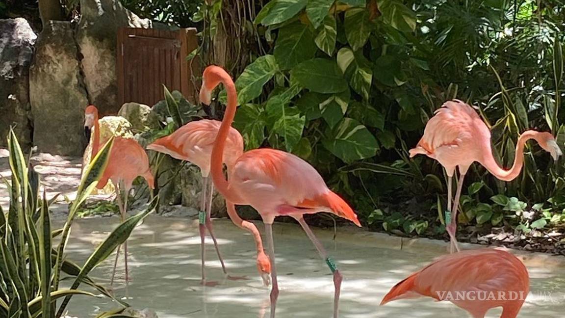 $!Camila Sodi se relajó en reserva natural, pero sin permiso