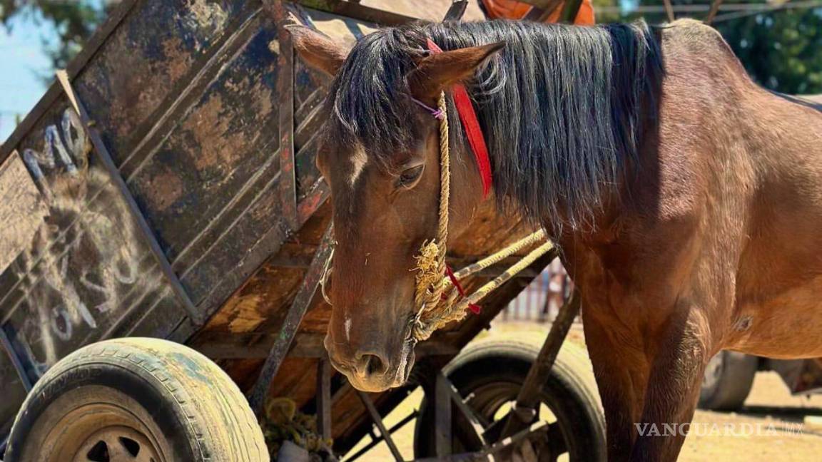 $!Carro de tracción animal utilizado por “carretoneros”, quienes operan sin regulación adecuada.