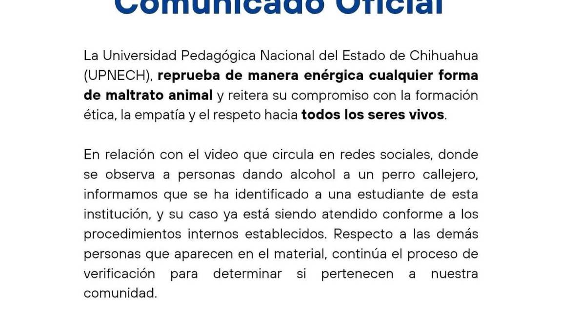 $!Chihuahua: Jóvenes dan alcohol a una perrita callejera; Universidad identifica a alumna (VIDEO)