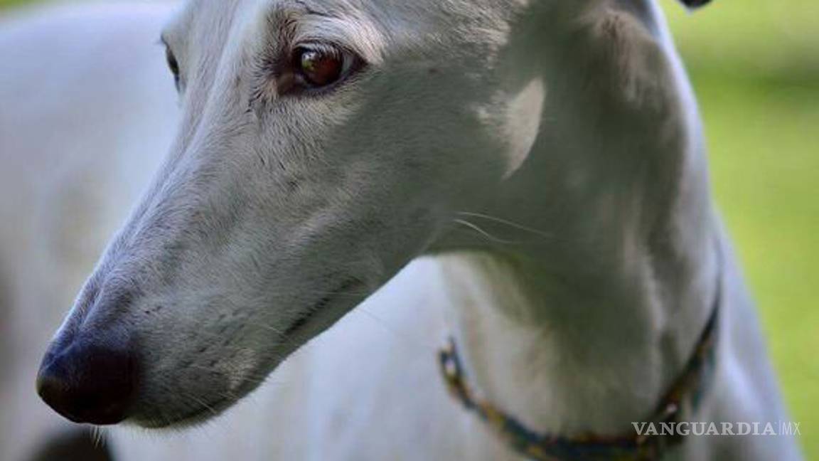 $!Los peores perros para los niños (parte 2)