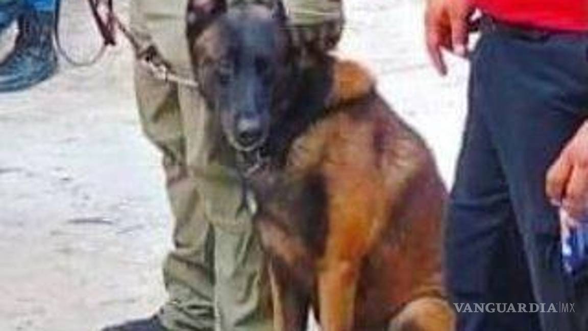 $!Fue encontrada gracias a Yeik, perrito rescatista