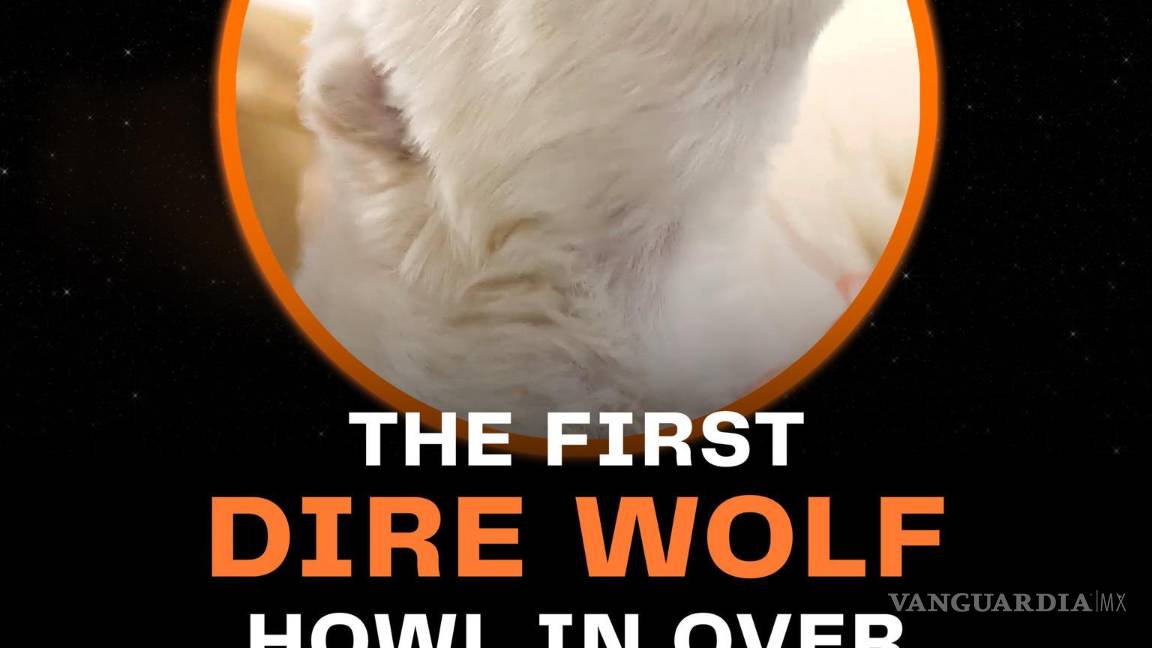 $!Uno de los dos lobos terrible devueltos a la vida por la empresa Colossal Biosciences.