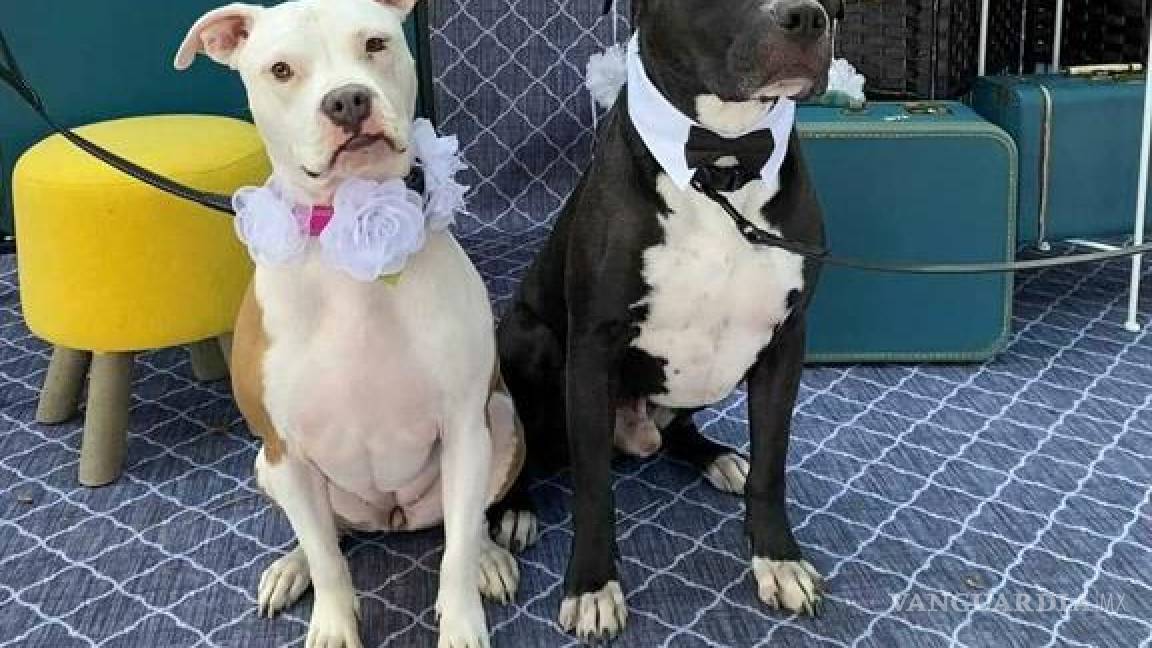 $!Fotografía en donde se aprecia a dos perros mientras posan junto al cartel de “Recién casados” en Villa Park, Illinois.
