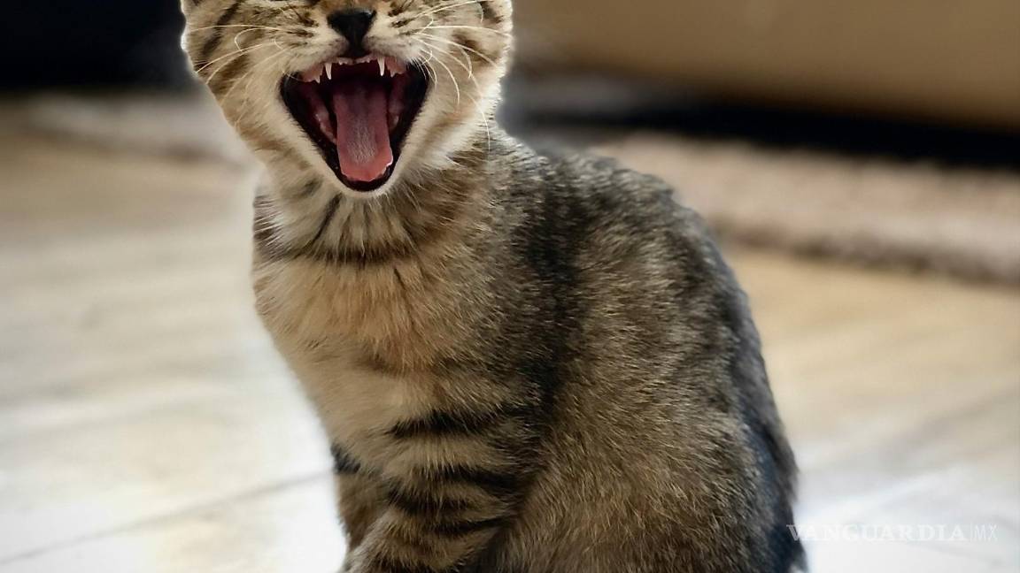 $!¿Por qué la lengua de los gatos es áspera? La ciencia detrás de las papilas cónicas