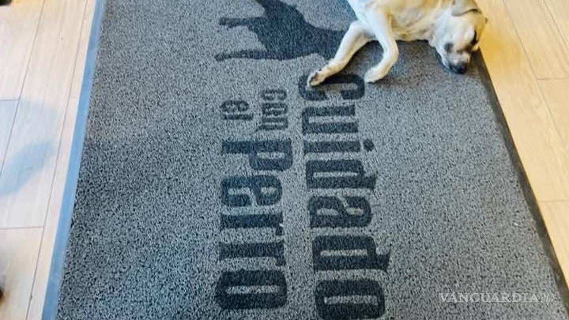 $!Perritos descansan en interior de tienda de ropa en México. Fotografías se vuelven virales en redes sociales.