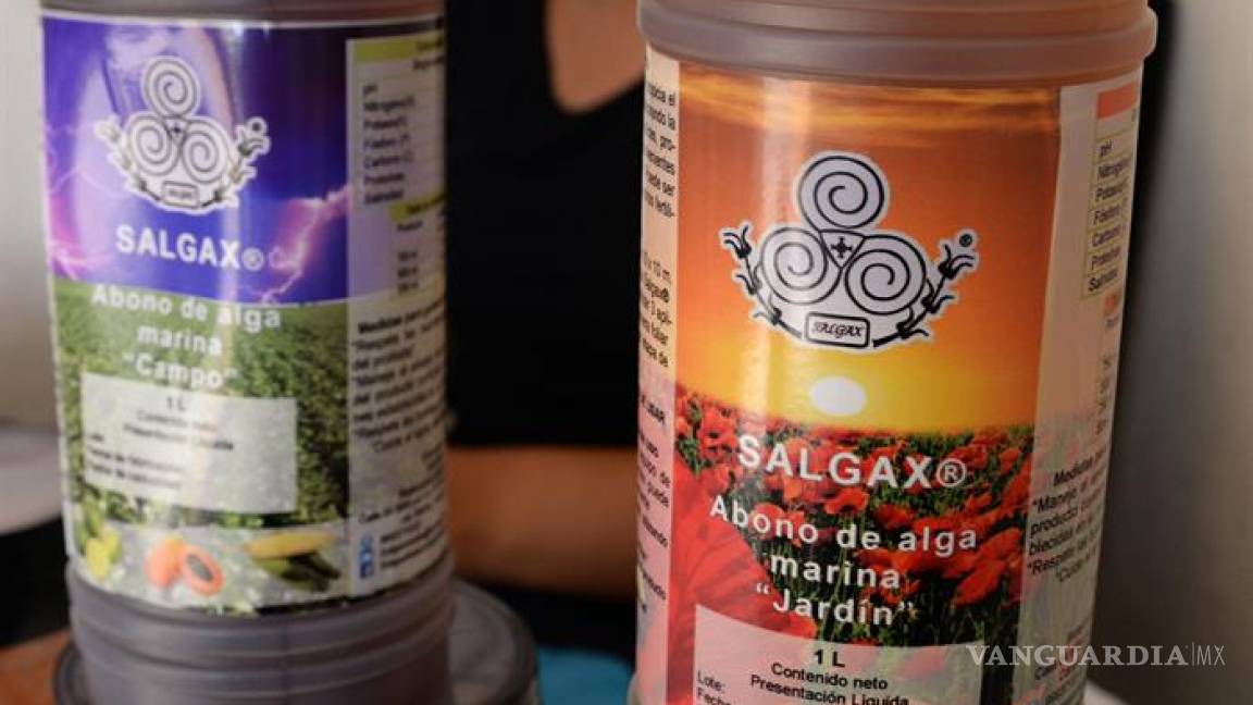 $!Jóvenes mexicanos transforman plaga de sargazo en productos ecoamigables