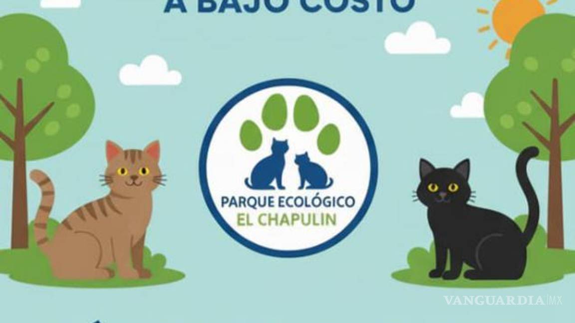 $!Charlas informativas y conferencias buscarán crear conciencia sobre la tenencia responsable y el respeto hacia los gatos.