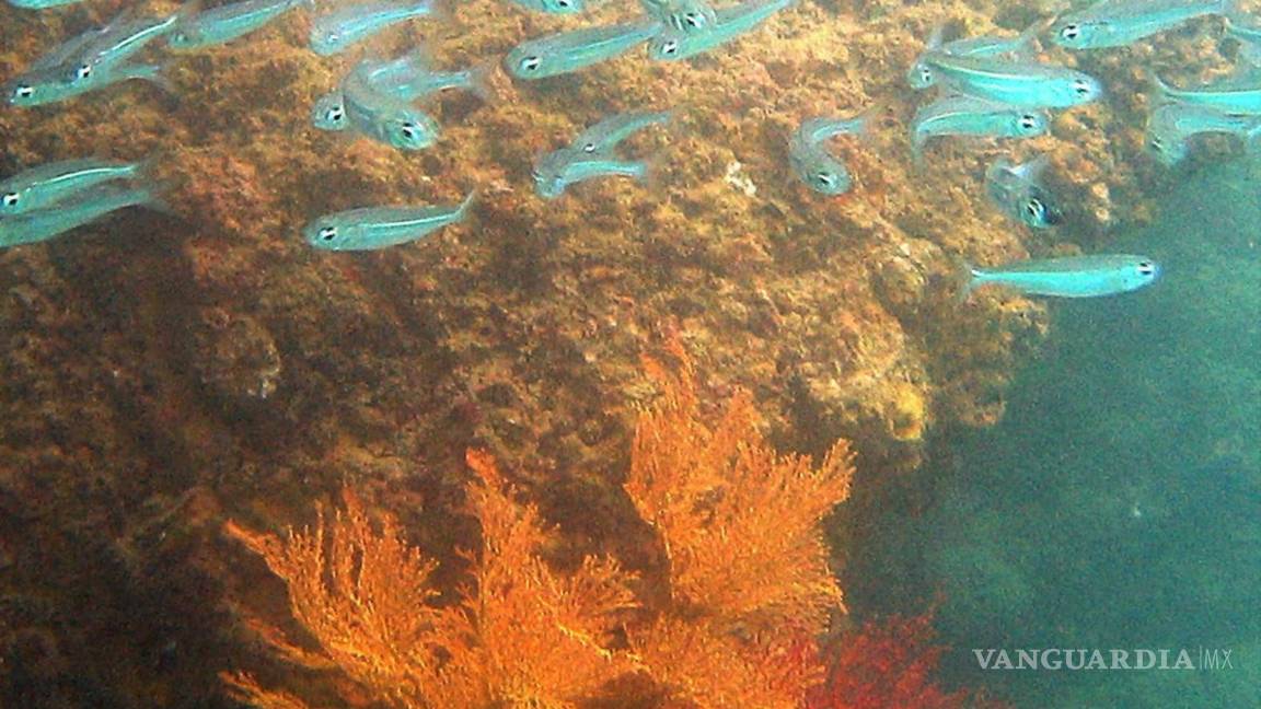 $!Para los corales, el aumento de la temperatura del planeta, la contaminación del agua y la sobrepesca les provocan estrés y “causando el ‘blanqueamiento del coral’.