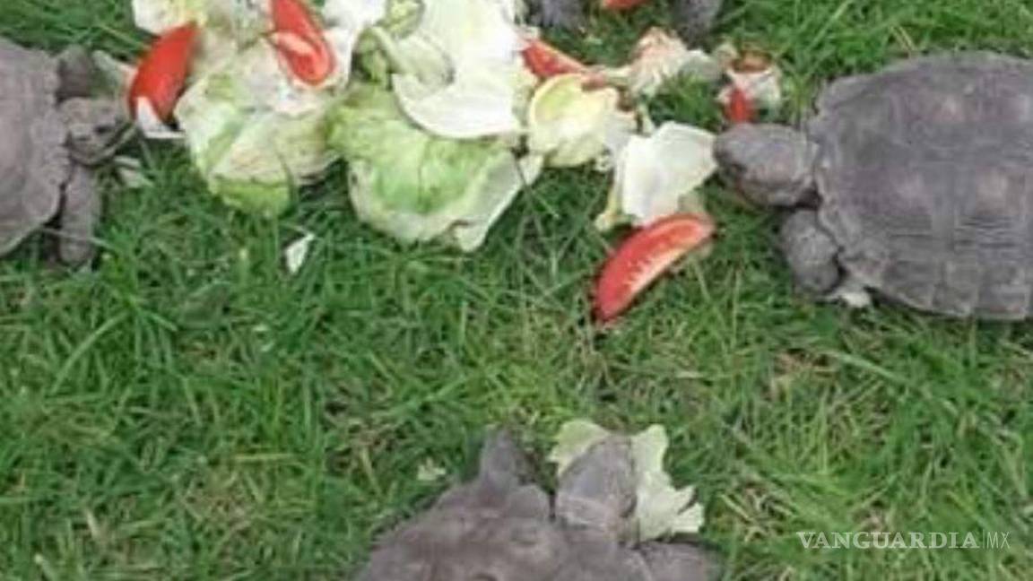 $!‘Torcuata’ acompañada de otras tortugas.