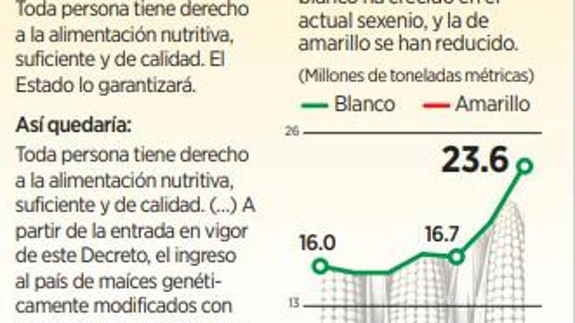 $!Prepara Morena una nueva disputa por maíz transgénico