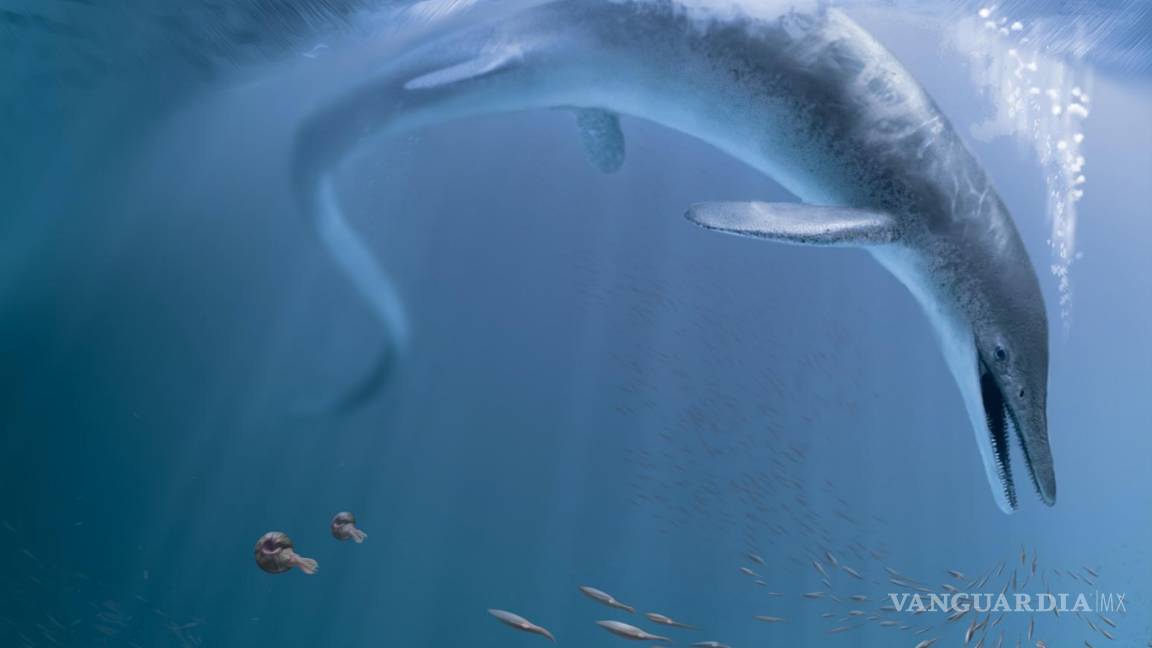 $!Recreación de C. youngorum acechando los océanos hace 246 millones de años. Ilustración de Stephanie Abramowicz