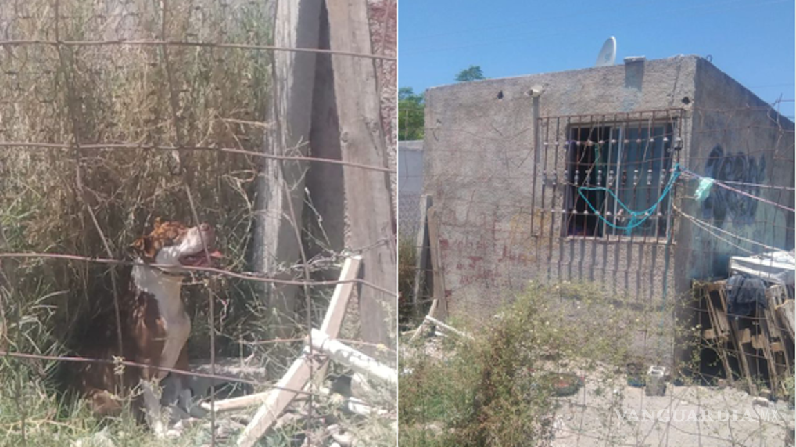 $!Usuarios de redes sociales compartieron la publicación para concientizar sobre el maltrato animal y la necesidad de proteger a las mascotas en temporadas de calor en Saltillo.