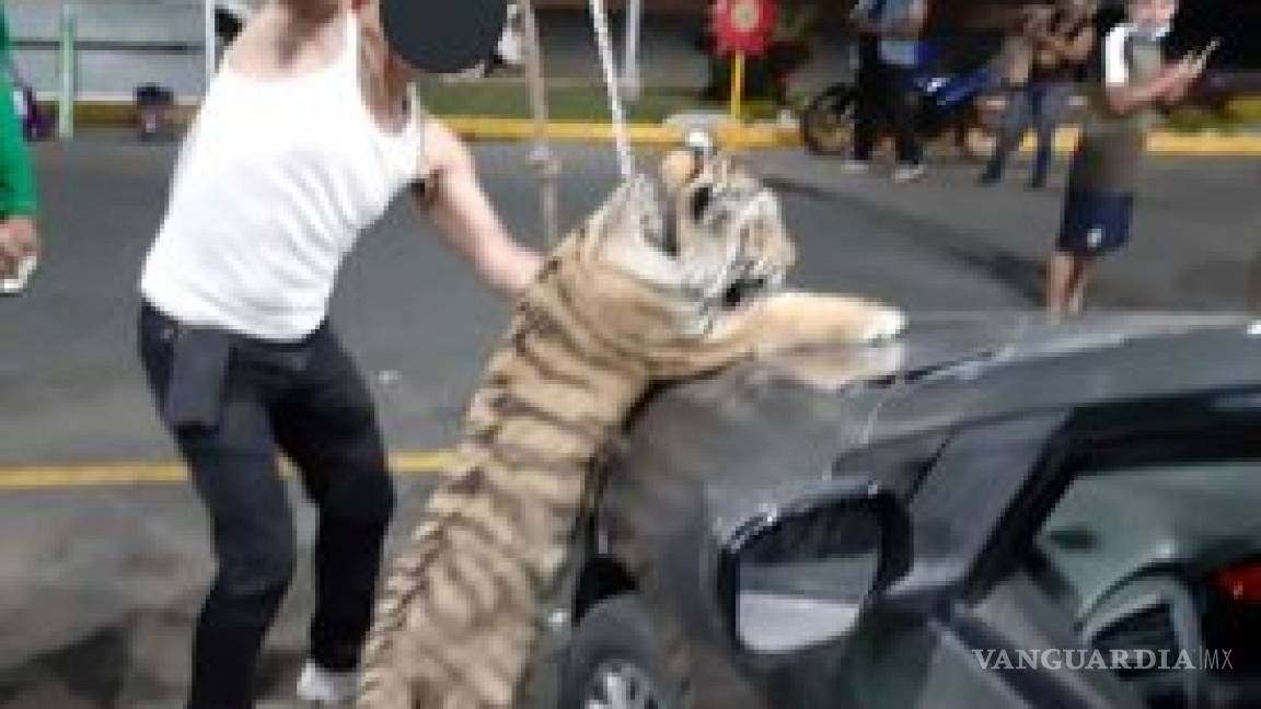 Pasearon a un tigre por las calles de Mazatlán (video)