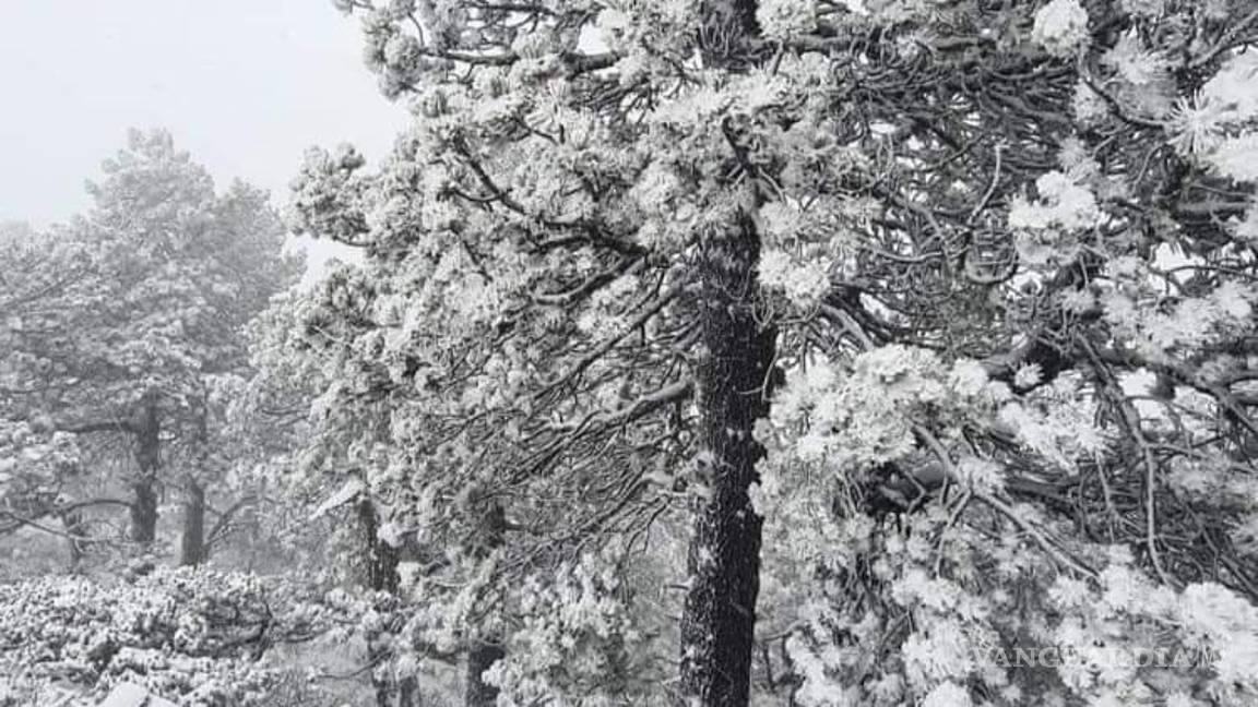 $!Otra vez sur de Nuevo León se tiñe de blanco por caída de aguanieve