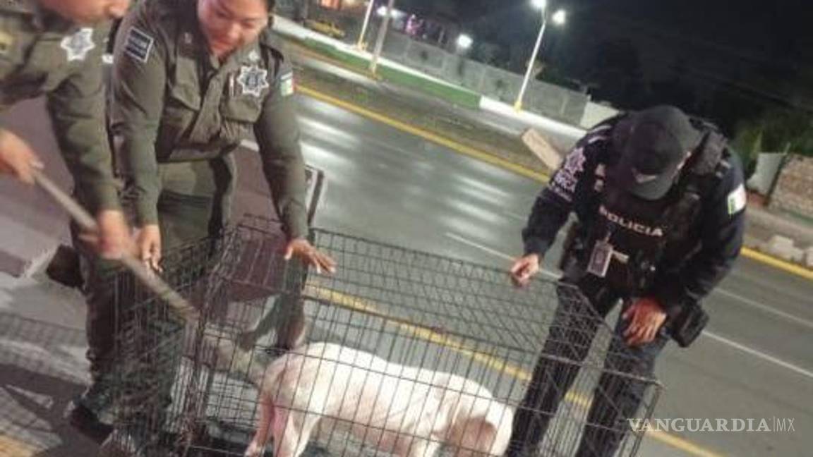 $!Con apoyo de Policía Ambiental, el perro fue trasladado a un lugar seguro.