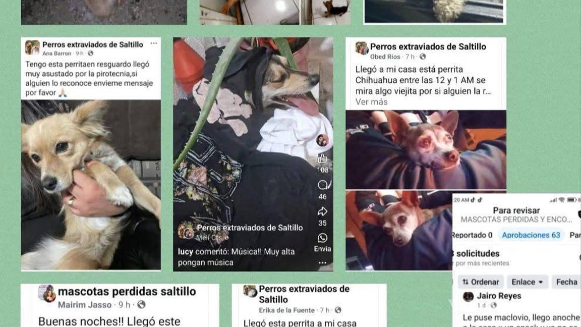 $!Diversas publicaciones rondan las redes sociales reportando la pérdida de mascotas debido a los ruidos de la pirotecnia en Saltillo.