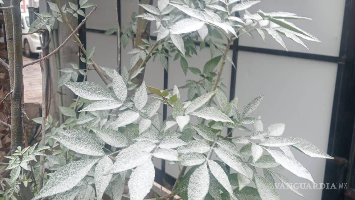 $!Imagen captada en una vivienda en Ramos Arizpe.