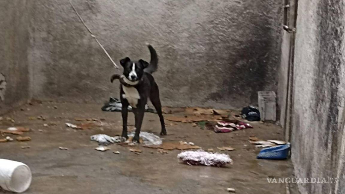 En Saltillo, Fundación crea refugios para perros callejeros, mientras se registran 20 casos de canes a la intemperie